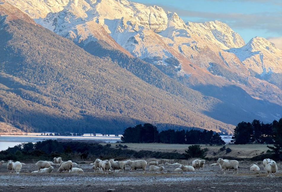 Merino sheep grazing below the snow line in the high country near Queenstown, New Zealand