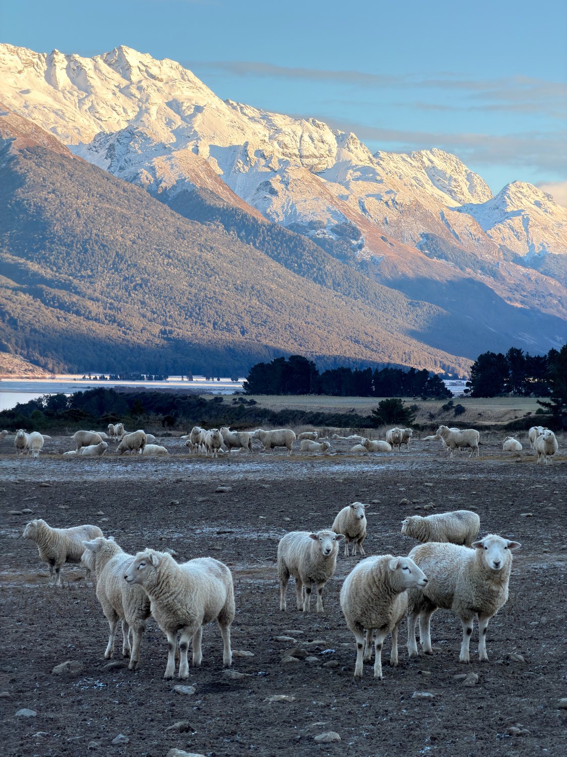 Merino sheep grazing below snow-capped mountains